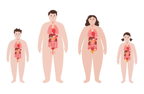 Organs in obese human body