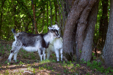 Little goats in the forest under a tree