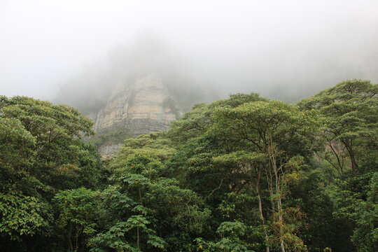 Foggy tropical forest - Chicaque - Colombia