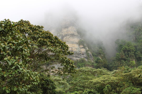 Foggy tropical forest - Chicaque - Colombia