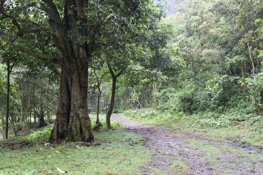 tropical forest - Chicaque - Colombia