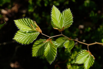 Many young and green leaves of common hornbeam in close-up in strong sunlight against a black and green and brown background. Sunny day. Natural background. Forest. Park. Springtime. Summer.