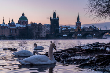 view of the charles bridge with swna