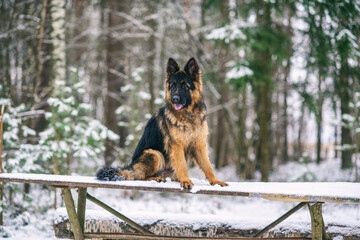 German long-haired shepherd dog sits on a wooden bench in the winter forest.