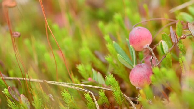 Close-up of ripening cranberries on a bush in the field.