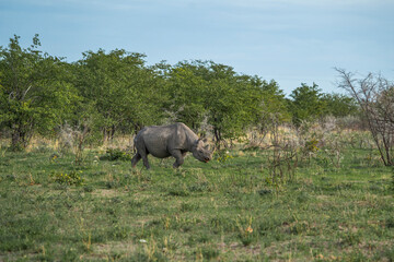 Black rhinoceros, rhino, walkinf between thorny bushes Etosha National Park, Nambia