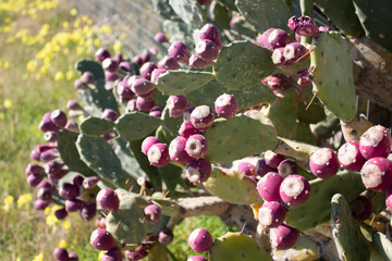 Mare Jonio scaldato da uno splendido sole in una giornata d'inverno