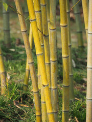 Bambus - obrazy, fototapety, plakaty