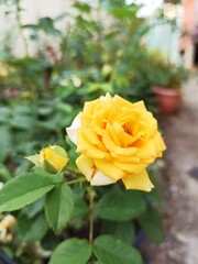 yellow roses in garden Yellow rose meaning of relationship and friends 