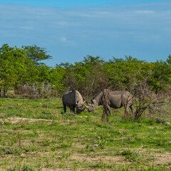 Two black rhinos standing between thorny bushes on green gras
