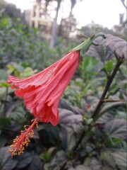 red and yellow flower