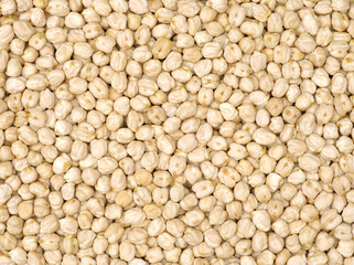  chickpeas on a white background 