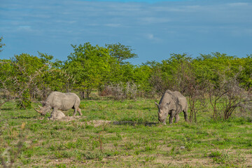 Two black rhinoceros, rhinos walking at thorny bushes at the Etosha National Park, Nambia