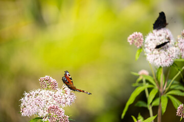 Schmetterling Pfauenauge