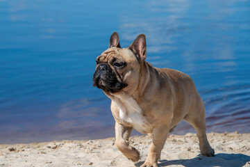 Obraz premium english bulldog puppy