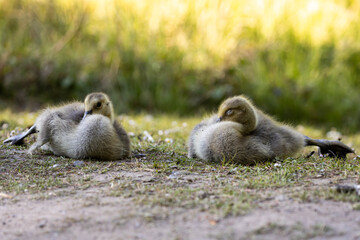 G&auml;nsek&uuml;ken