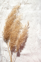 Pampas grass on beige canvas with space for text. Top view. Japandi style decor.  Vertical image.