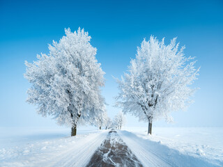 Avenue of Trees covered by Hoarfrost, Small Country Road through Landscape Covered by Snow