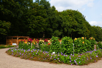 Dahliengarten im Volkspark Hamburg Altona