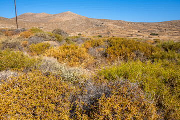 Wild vegetation in the southern coast of the island of Folegandros. Cyclades, Greece
