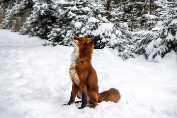 red fox on the snow in the winter forest close up 