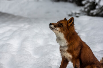 red fox on the snow in the winter forest close up 