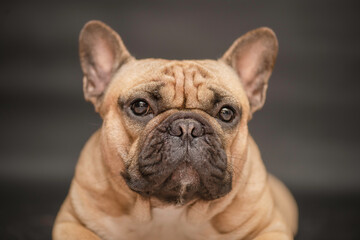 Fototapeta premium french bulldog portrait
