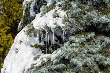 Eiszapfen am Tannenbaum