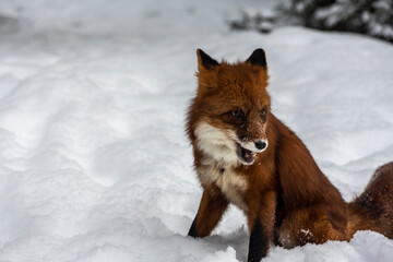 Fototapeta premium red fox on the snow in the winter forest close up 