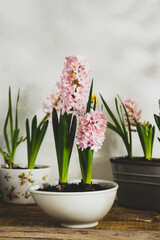 Hyacinth pink flower, spring bulb plant in pot.