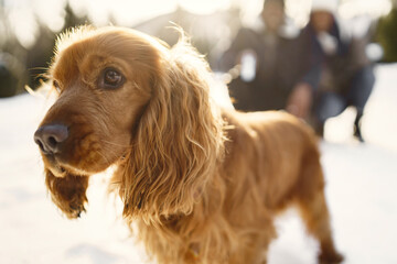 People walks outside. Winter day. African couple with dog.
