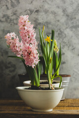 Hyacinth pink flower, spring bulb plant in pot.