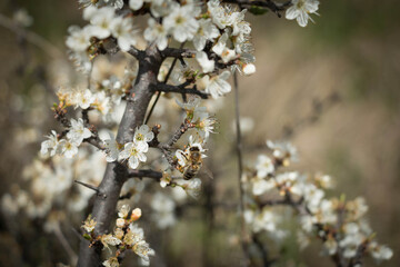 Une abeille au travail