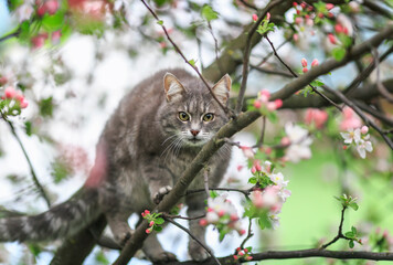 beautiful cat sitting on an apple tree with flowers in may sunny garden