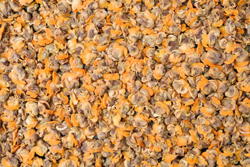 Fresh boiled cockle meat background
