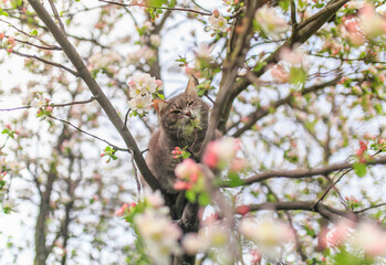 spring portrait beautiful cat sitting on an apple tree with flowers in the may sunny garden and...