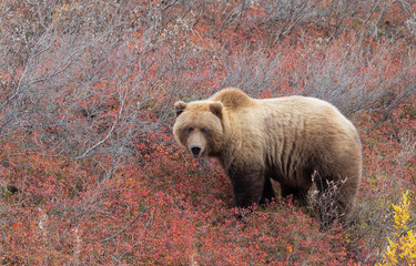 Grizzly Bear in Denali National Park Alaska in Autumn
