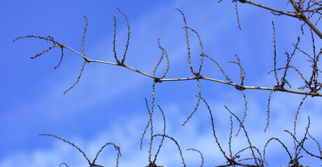 Winter frost in the forest