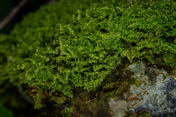 Beautiful green moss on the floor, moss closeup on stone, macro. Beautiful background of moss for wallpaper - concept of healthy soil and environment, sustainability and a natural forest