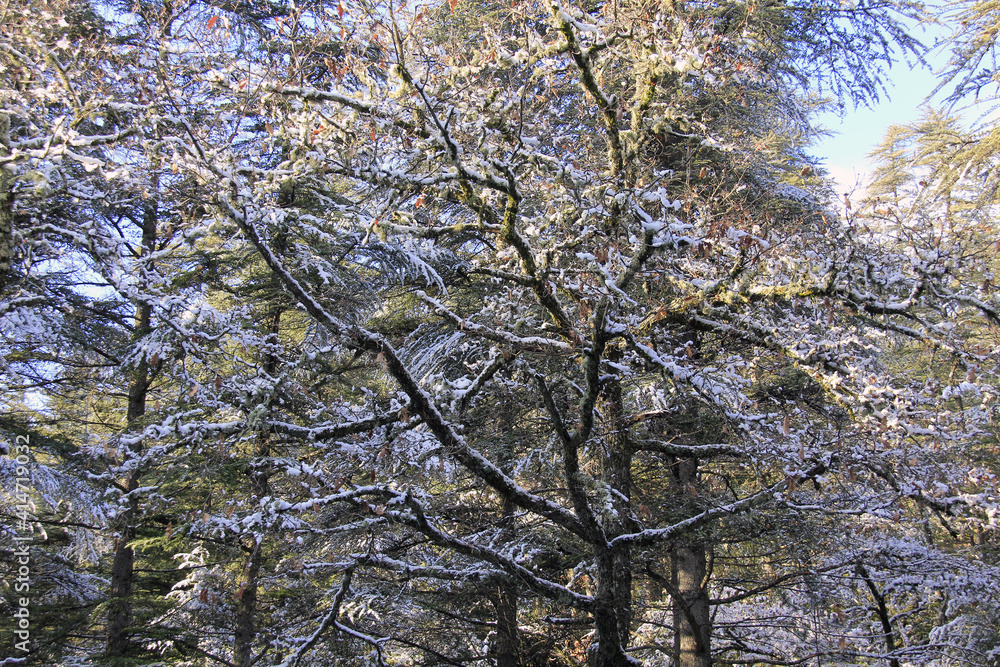 Poster arbre enneigé