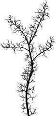 tree silhouette isolated on white