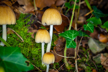 The toxic "Mica Inkcap" or the "Glistening Inkcap" Mushroom - Glimmertintling (Coprinellus micaceus) - grows in a forest between moss and leaves - risk of poisoning if eaten after mushroom picking