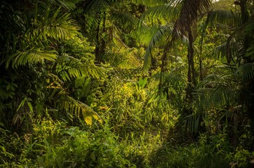 Selva de chocó