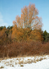 Winter snow covered landscape of trees and pond