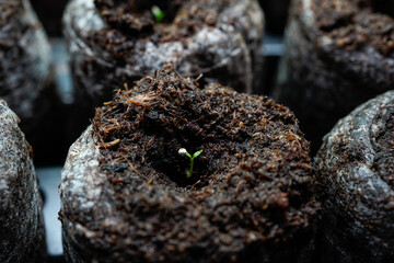 Tiny Lisianthus seeds beginning to germinate. Macro image.