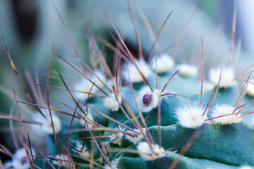 cactus with thorns and buds. cactus before flowering.