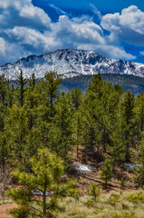 Obraz premium Mountain vegetation on the snow-covered slope of the Pikes Peak mountains, Colorado, US