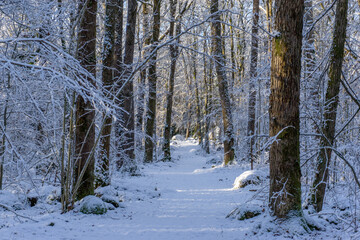 undergrowth, snow, landscape, winter, forest, wood, outside, winter landscape, path, trees, Sweden, branches, nature, no people