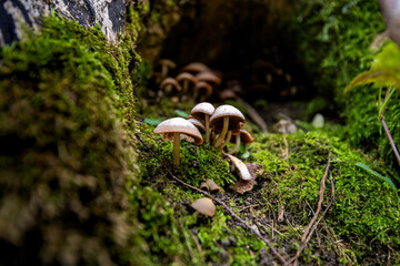 Fototapeta premium Tephrocybe inolens mushroom or fungus - 