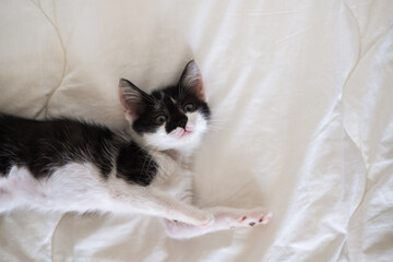 Funny black and white tuxedo cat lying on white bed and looking at camera.